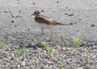 Killdeer