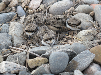 Killdeer_Babies