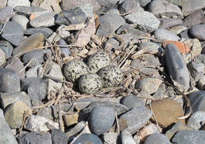 Killdeer_nest